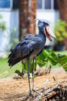 ハシビロコウ ハシビロコウ ハシビロコウ,動物,嘴広鸛の写真素材