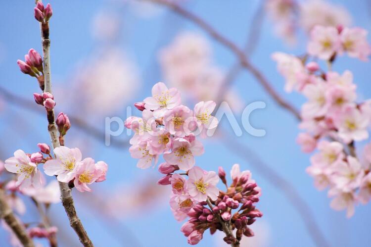 早咲き桜-294 桜,早咲き桜,一重の写真素材