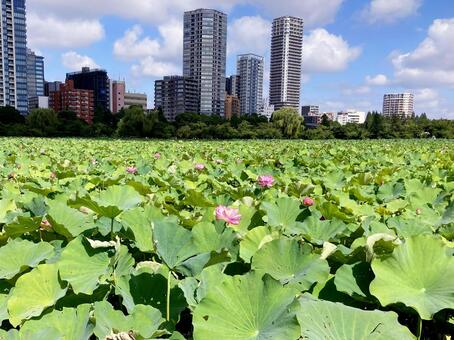 東京風景・不忍池 不忍池,池,上野恩賜公園の写真素材