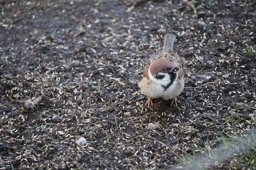 土の上で餌をくわえたすずめの風景の写真