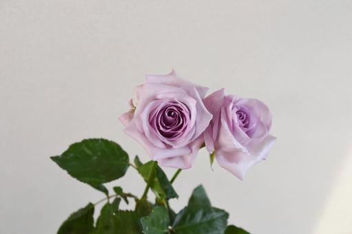 紫のばらの写真