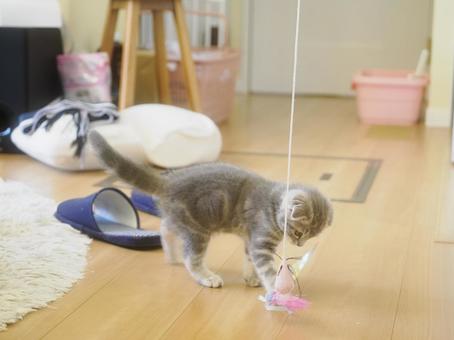 友達の猫 りんりんちゃん 友達の猫 りんりんちゃんの写真