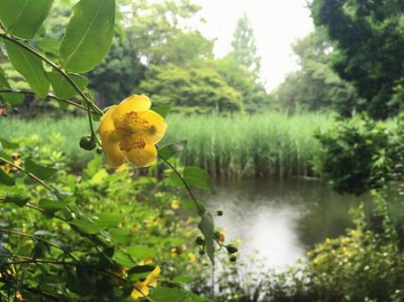 お花 お花の写真