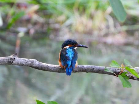 ウロコがついたまま枝にいるカワセミの幼鳥 ウロコがついたまま枝にいるカワセミの幼鳥 カワセミ,鳥,鳥類の写真素材