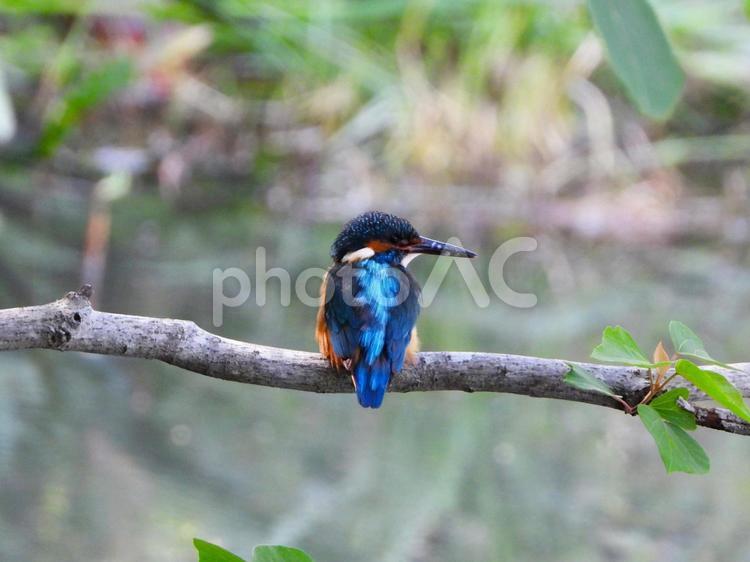 ウロコがついたまま枝にいるカワセミの幼鳥 カワセミ,鳥,鳥類の写真素材