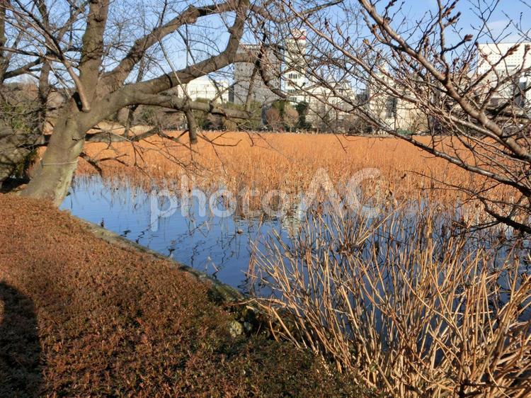 夕暮れの不忍池-14 不忍池,夕暮れ,東京都台東区上野の写真素材