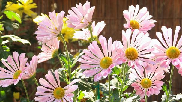 楽寿園の菊まつりにて 菊,秋,花の写真素材