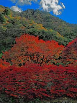 錦秋の赤と青空の対比の驚き 錦秋,色づき,山奥の写真素材