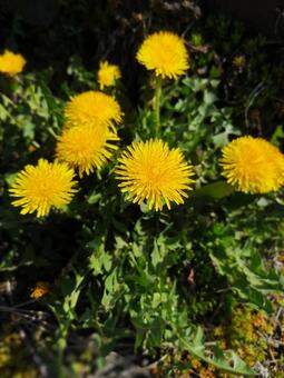 タンポポの写真