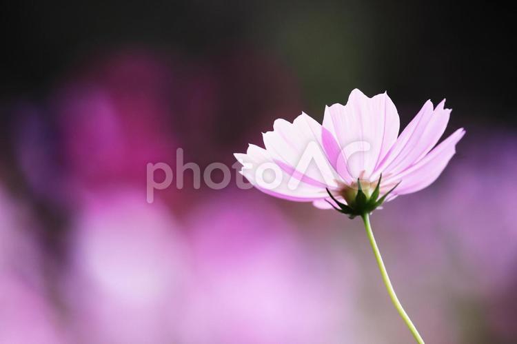 秋の陽射しを浴びて輝くコスモスの花 コスモス,秋,花の写真素材
