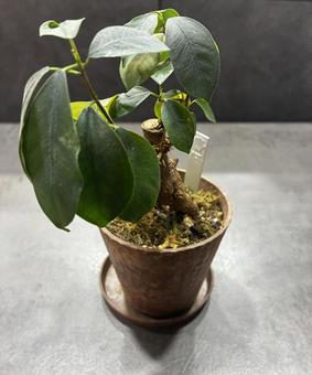 ガジュマロの写真