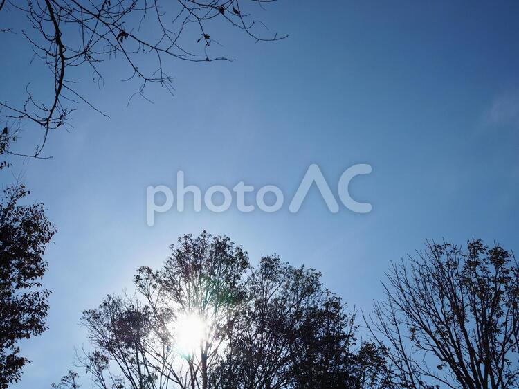 秋の空と木々1 空,秋の空,木の写真素材