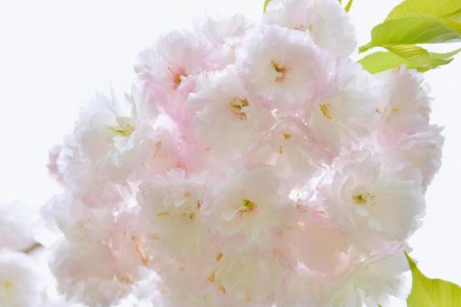 薄紅色の八重桜　松月の写真