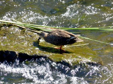 川中の岩に付いた川藻をつつくカルガモ カルガモ,鳥,野鳥の写真素材