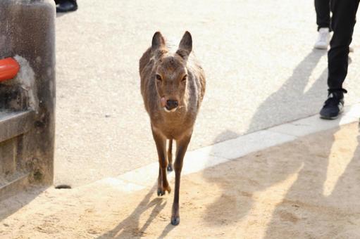 宮島の鹿 宮島の鹿の写真