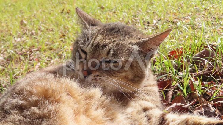 日向ぼっこしながら寝落ち寸前のモフモフ猫 猫,キジトラ,顔の写真素材