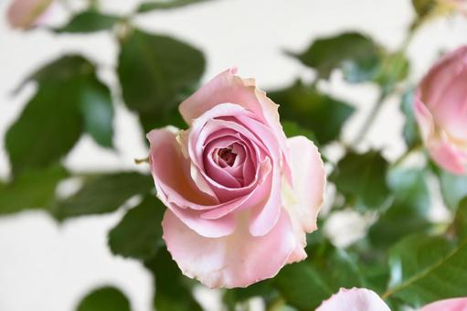 ピンクのばら ピンク,薔薇,ばらの写真素材