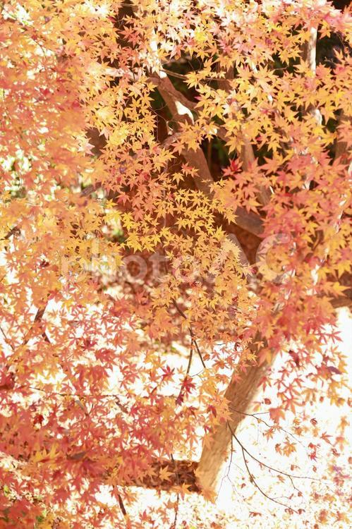 紅葉 淡い色 背景 01 紅葉,もみじ,こうようの写真素材