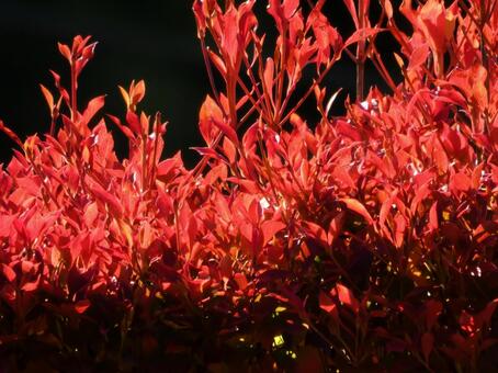 紅光のドウダン ドウダンツツジ,紅葉,植木の写真素材