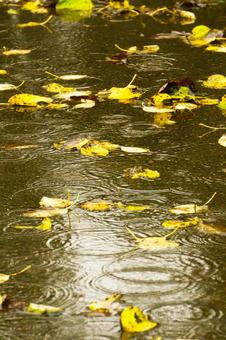 Photo, autumn rain, dead leaves, fallen leaves, 