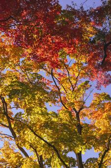 太平山の秋 紅葉,秋,紅葉狩りの写真素材