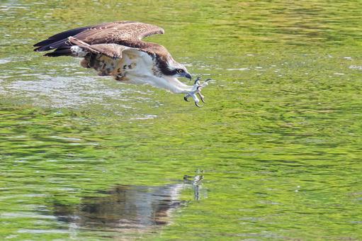 夏の川にダイブするミサゴ 夏の川にダイブするミサゴの写真