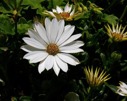 アフリカン・デージーの写真