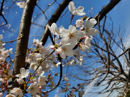 桜 桜の写真