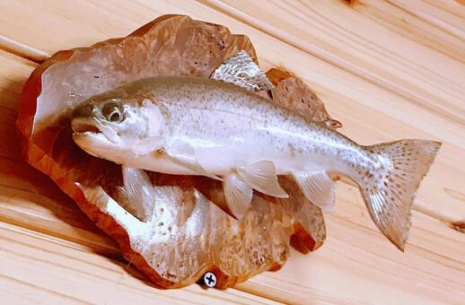 剥製 剥製,標本,ニジマスの写真素材