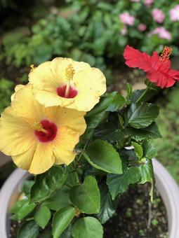 黄色と赤のハイビスカスの鉢植え 黄色と赤のハイビスカスの鉢植え ハイビスカス,黄色,赤の写真素材