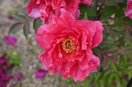 牡丹の花が咲いています 牡丹の花が咲いていますの写真