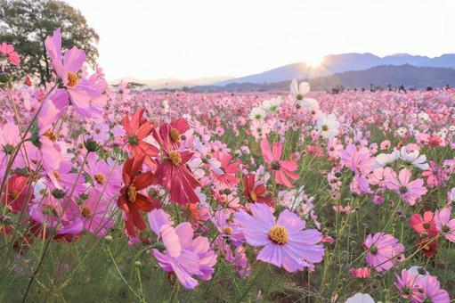 秋桜 秋桜の写真