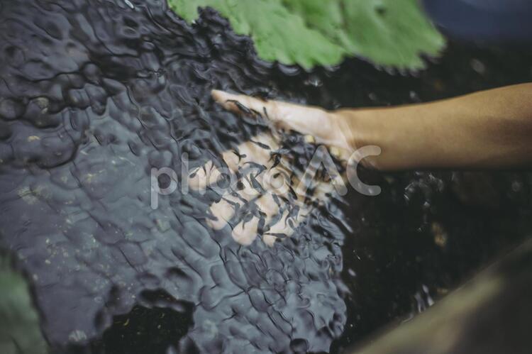 エサを食べにくる魚 動物園,生き物,魚の写真素材