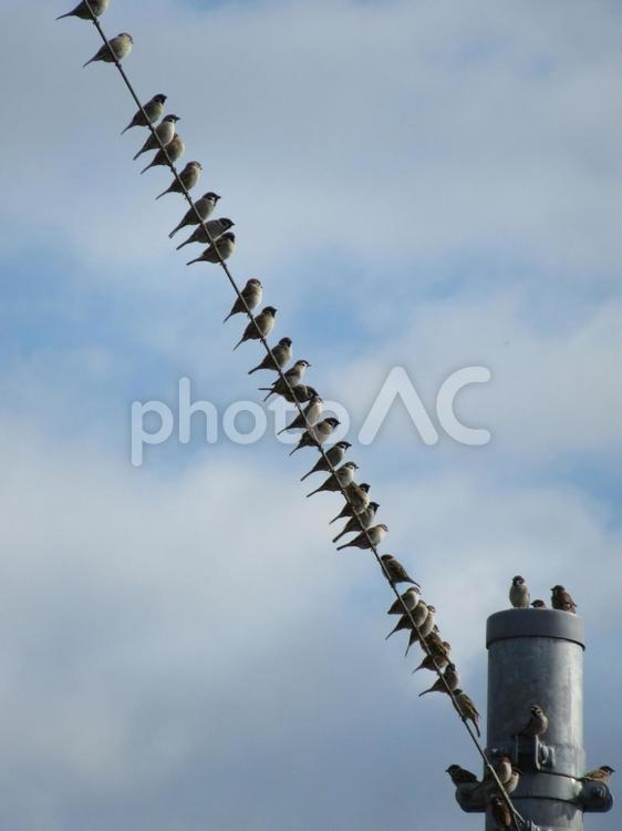 電線に集団で集まったスズメ群 生き物,動物,鳥の写真素材