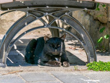 Close-up of a black cat, JPG