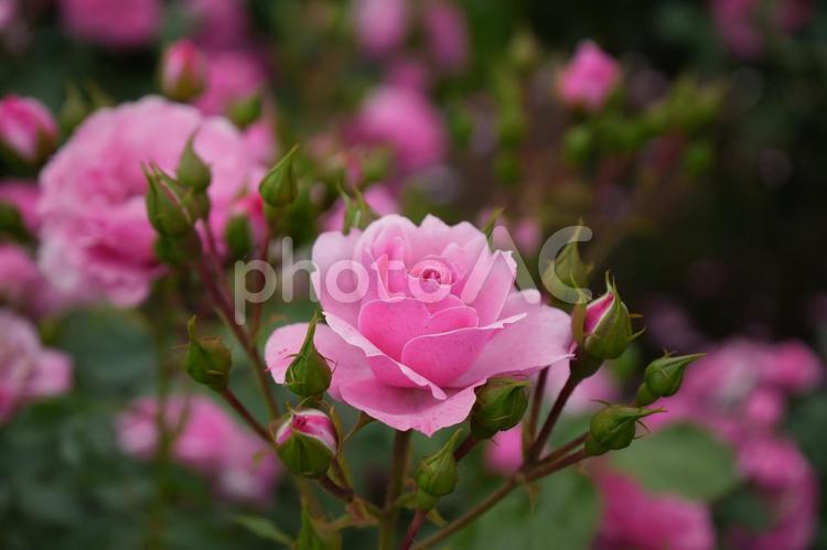 ピンクの薔薇　中央 薔薇,バラ,ピンクの写真素材