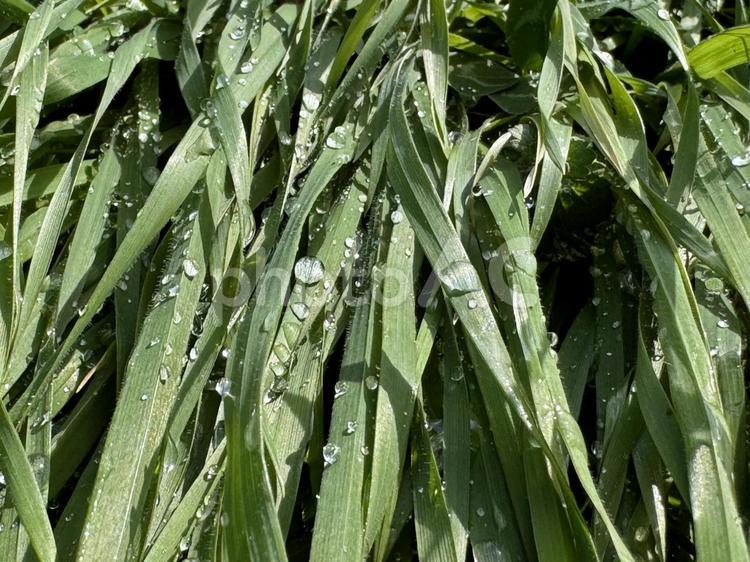 雨上がり後の雑草と水滴 雑草,緑,greenの写真素材
