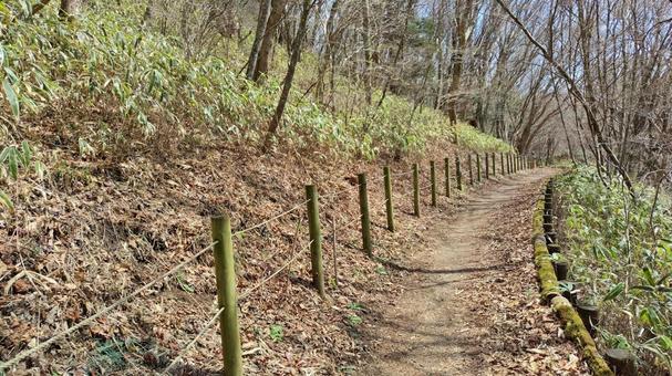 気持ちのいい登山道③ 気持ちのいい登山道③の写真