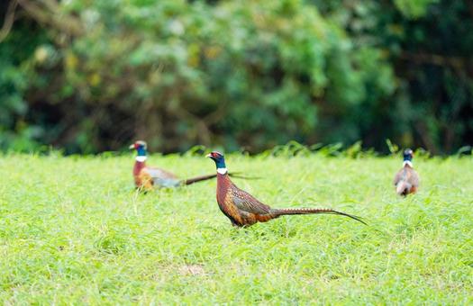 Korean Pheasant, JPG Korean Pheasant, JPG