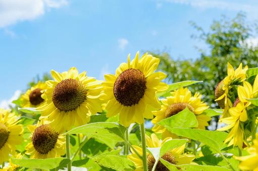 夏空に映える元気なひまわりたち 夏空に映える元気なひまわりたち 向日葵,花,夏の写真素材