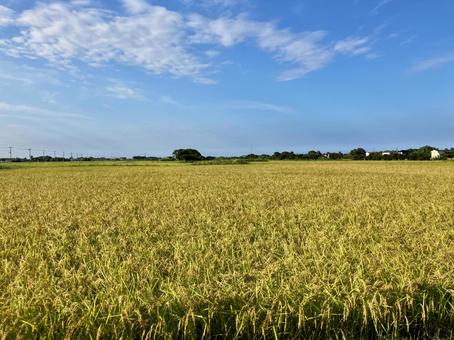 夏の黄金風景 夏の黄金風景の写真
