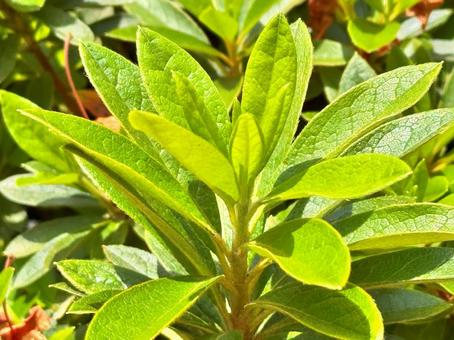 Azalea leaves, JPG Azalea leaves, JPG