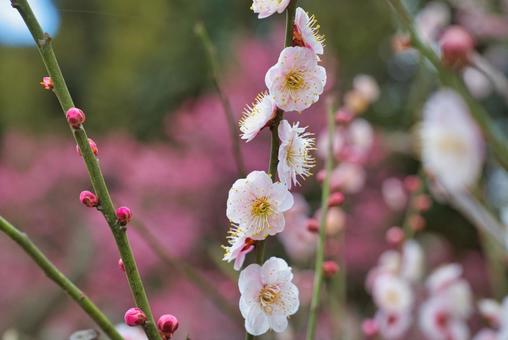 色彩豊かな梅園のながめ 色彩豊かな梅園のながめの写真
