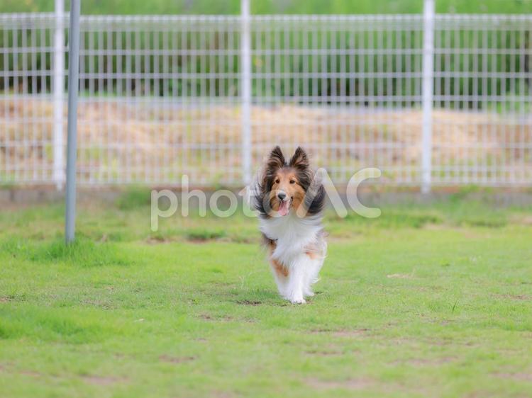 シェルティ 犬,イヌ,シェルティの写真素材