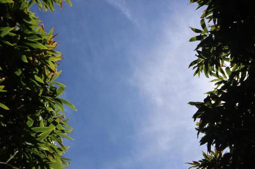 西伊豆仁科峠展望台から見上げた空 木,空,自然の写真素材