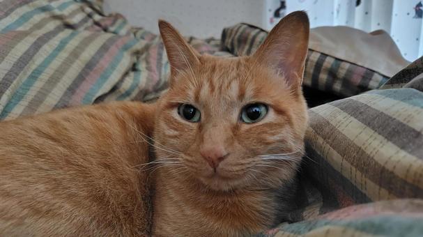 茶トラの女の子 猫,cat,茶トラの写真素材