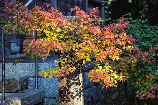京都にある赤山禅院参道沿いの紅葉 京都,修学院道,紅葉の写真素材