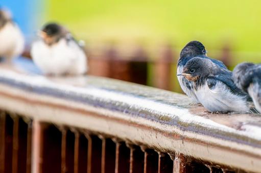 手すりにとまるツバメ・コピースペース 手すりにとまるツバメ・コピースペース ツバメ,燕,野鳥の写真素材