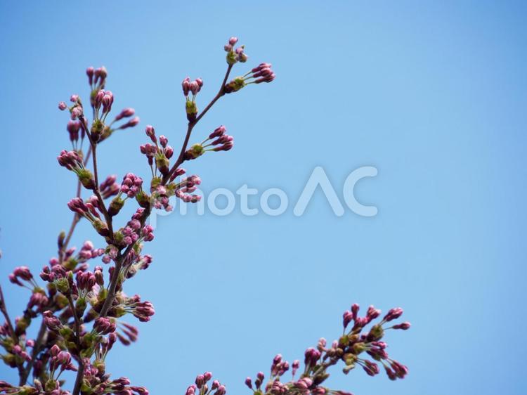 桜のつぼみと空 桜,つぼみ,春の写真素材