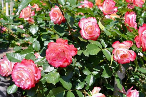 薔薇 ジュビレデュプランスドゥモナコ 薔薇 ジュビレデュプランスドゥモナコ 薔薇,ジュビレデュプランスドゥモナコ,ピンクの写真素材